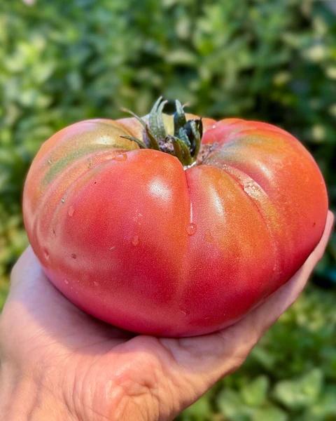 Tomate Rosado Angolino
