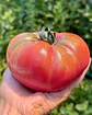 Tomate Rosado Angolino - Miniatura 1