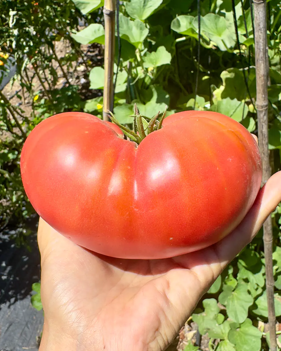 Tomate Rosado Angolino 3