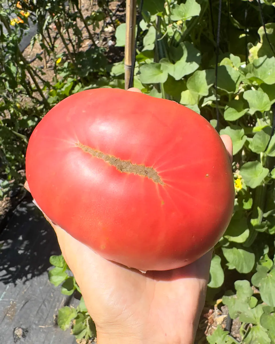 Tomate Rosado Angolino 5