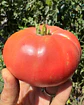 Tomate Rosado Angolino - Miniatura 4