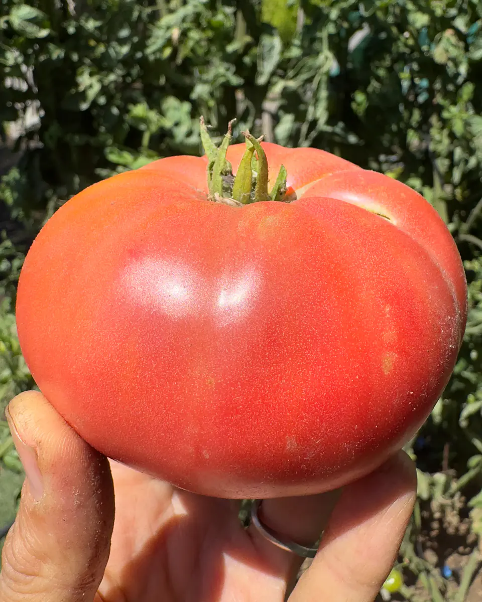 Tomate Rosado Angolino 4