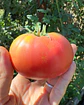 Tomate Rosado Angolino - Miniatura 6