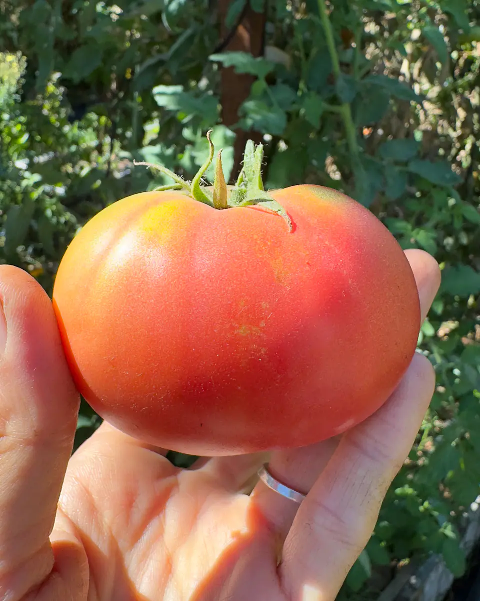 Tomate Rosado Angolino 6
