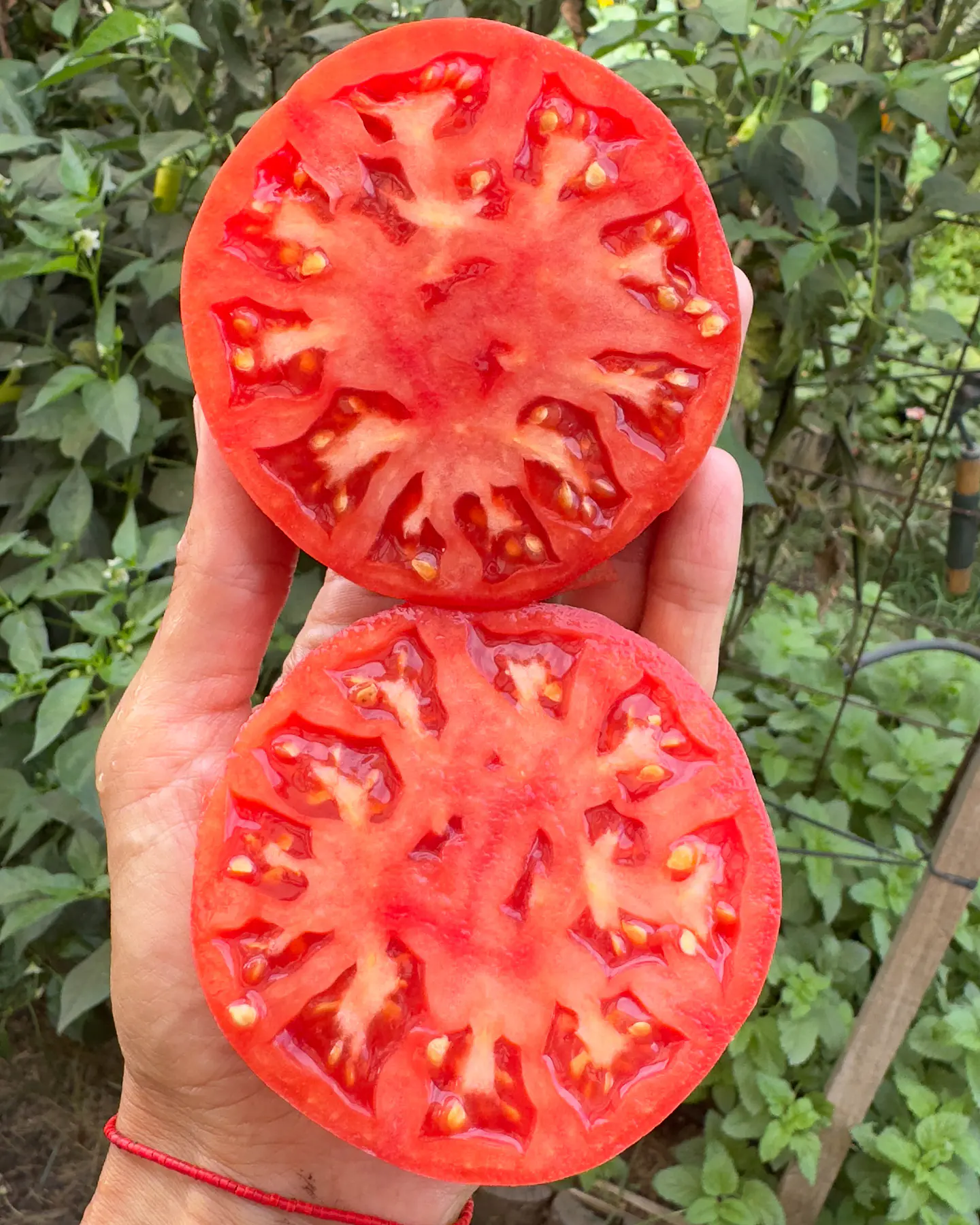 Tomate Rosado Angolino 2