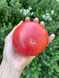 Tomate Rosado Angolino - Miniatura 7