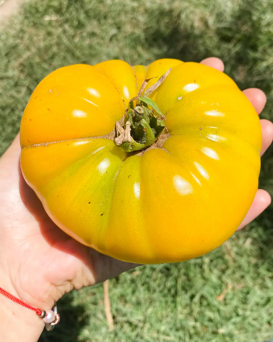 Tomate Mami Trini 1