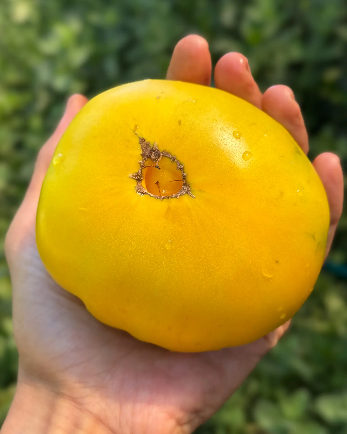 Tomate Mami Trini 2