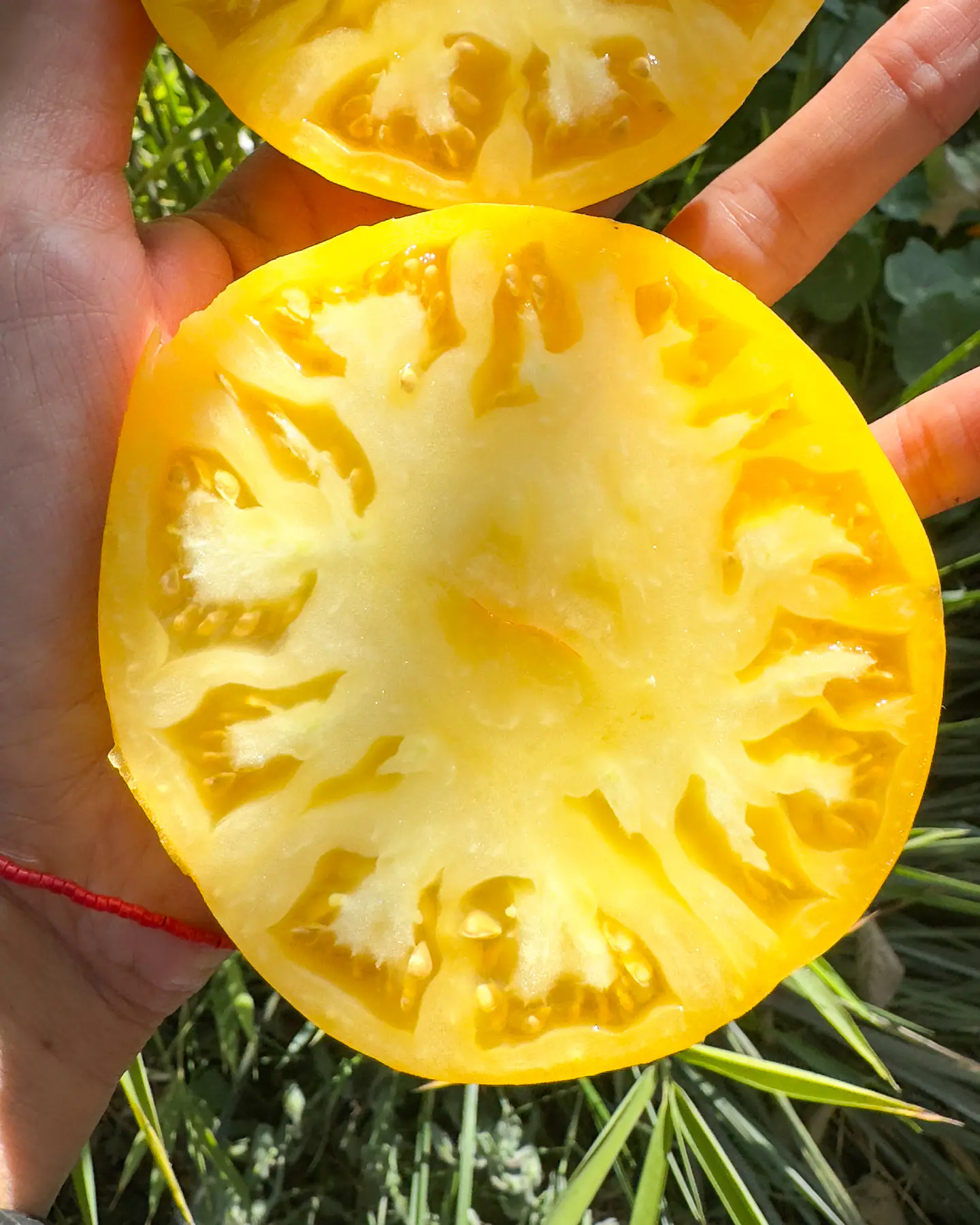 Tomate Mami Trini 3
