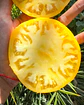 Tomate Mami Trini - Miniatura 3