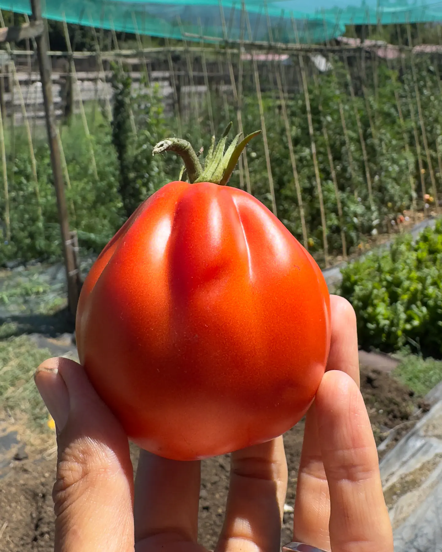 Tomate Corazón de Buey acostillado chileno 1