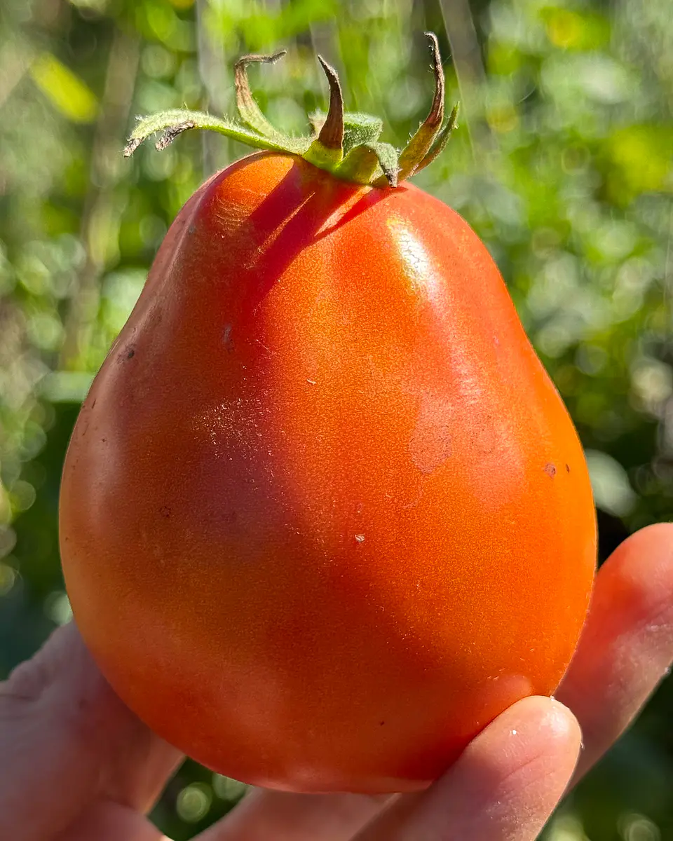 Tomate Corazón de Buey acostillado chileno 2