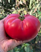 Tomate Rosado Antiguo - Miniatura 2