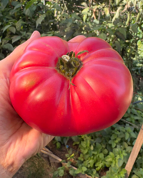 Tomate Rosado Antiguo