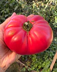 Tomate Rosado Antiguo - Miniatura 1