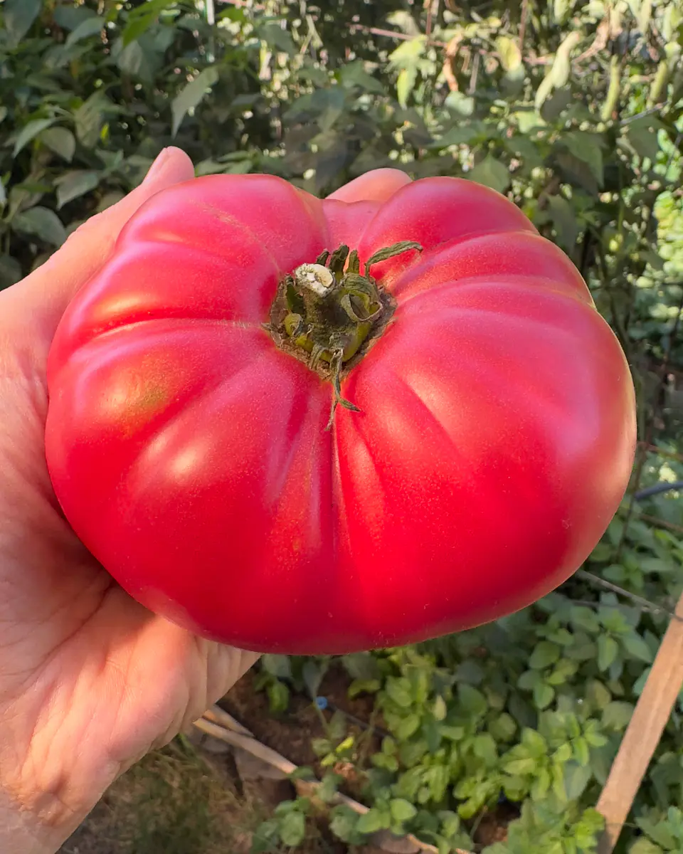 Tomate Rosado Antiguo 1