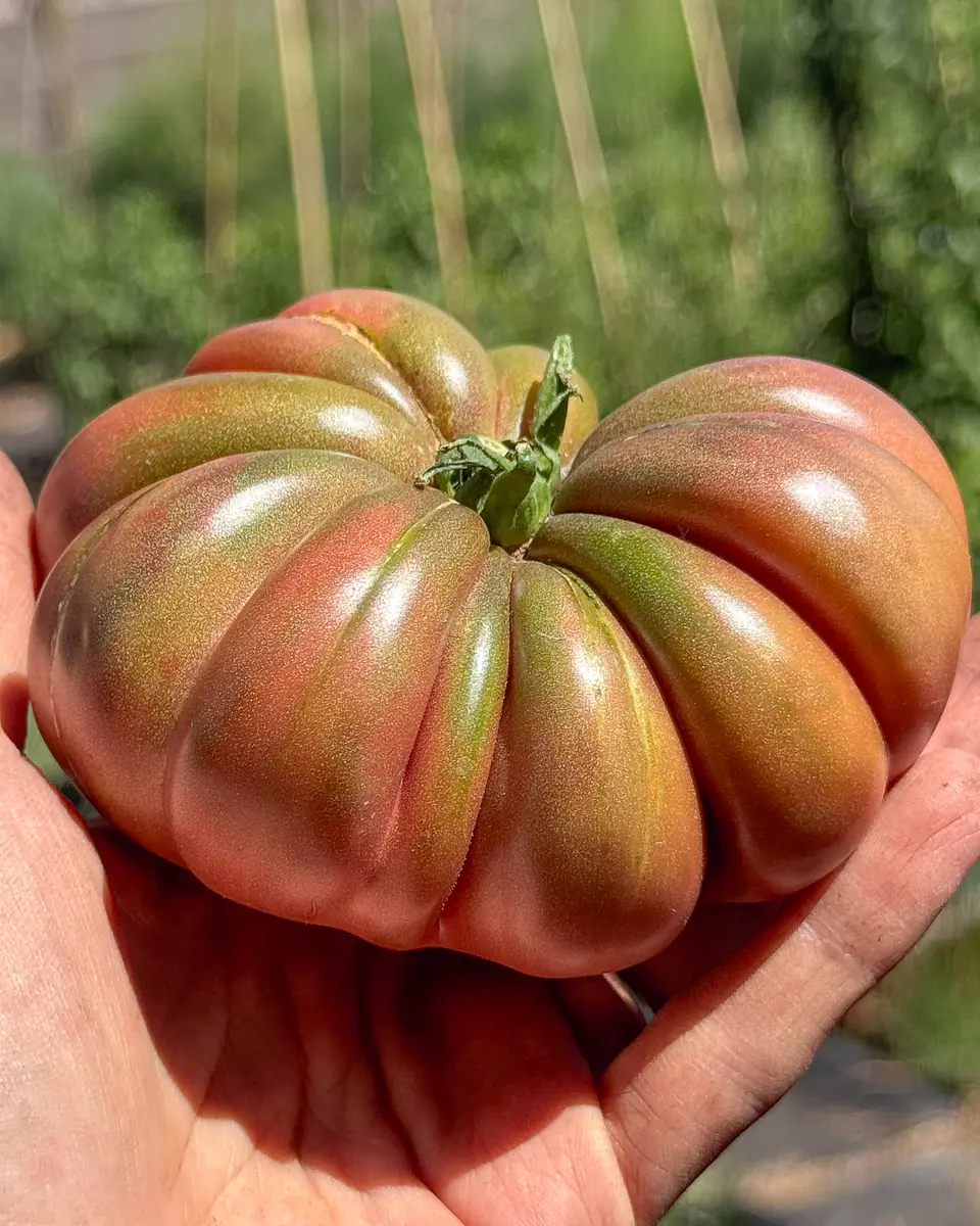 Tomate Zapoteca Brown Flesh 1