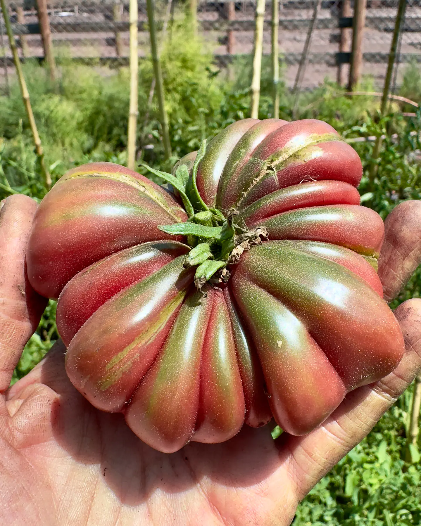 Tomate Zapoteca Brown Flesh 2