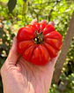 Tomate Costoluto Genovés - Miniatura 1