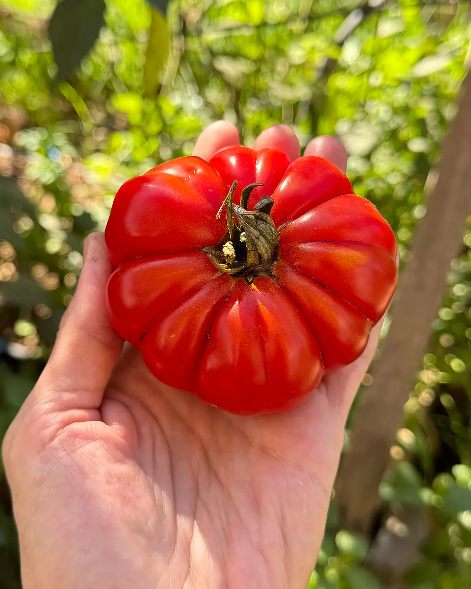 Tomate Costoluto Genovés 1