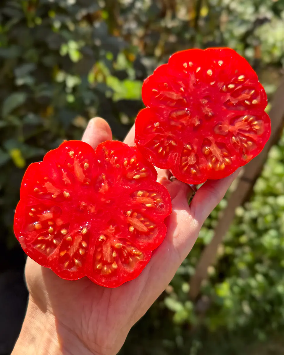 Tomate Costoluto Genovés 2