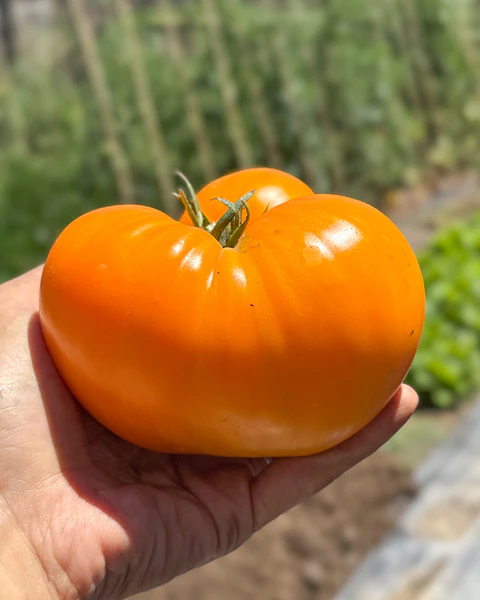 Tomate Hawaiian Pineapple