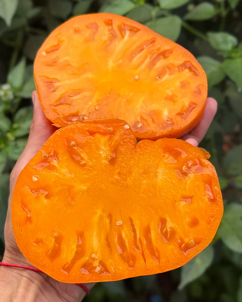 Tomate Hawaiian Pineapple