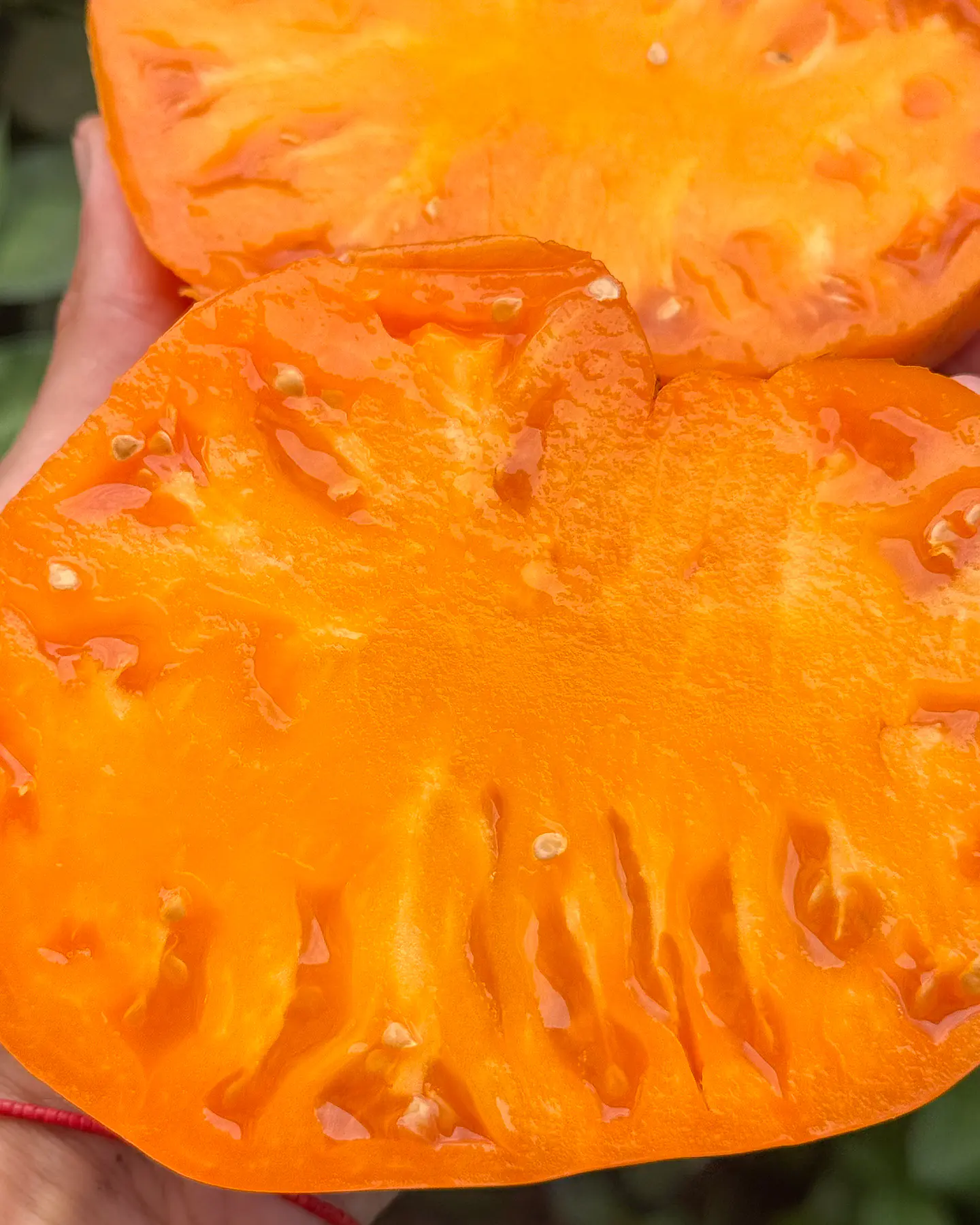 Tomate Hawaiian Pineapple 4
