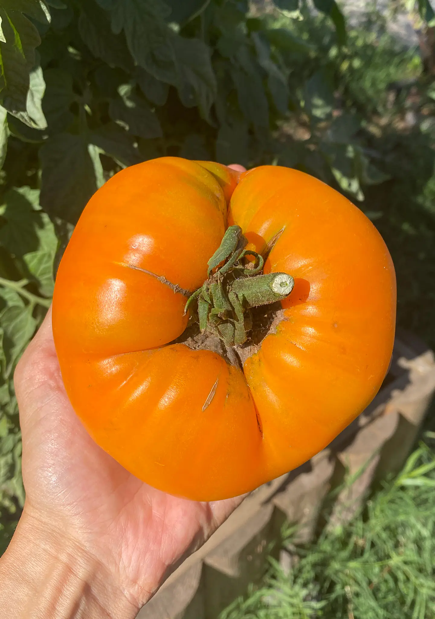Tomate Hawaiian Pineapple 2