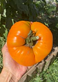 Tomate Hawaiian Pineapple - Miniatura 2