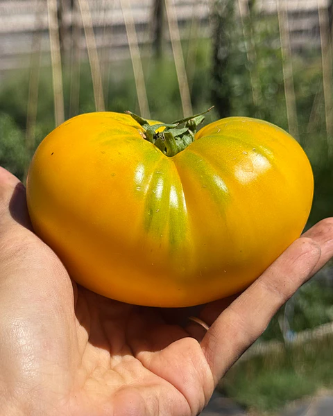 Tomate Gold Medal