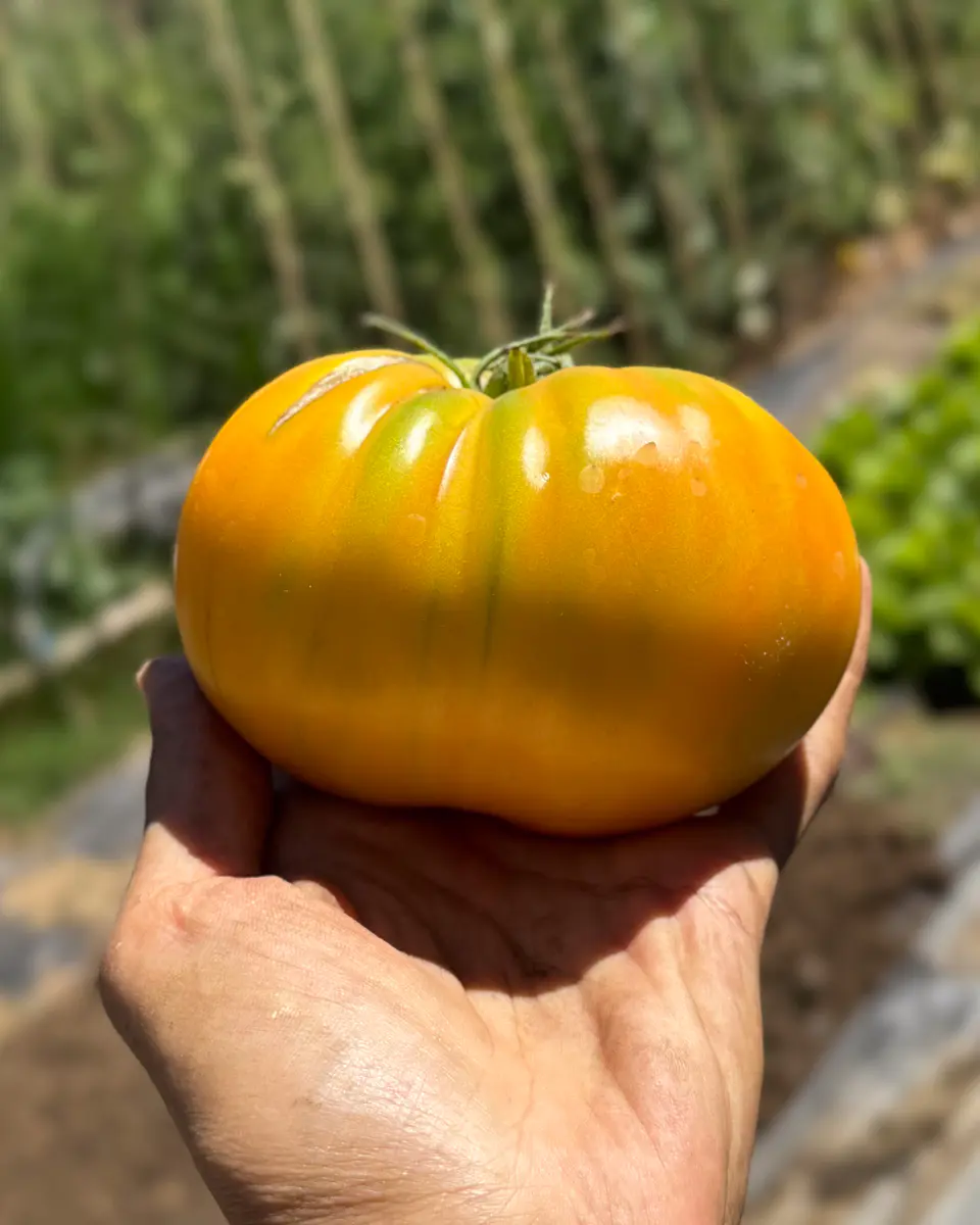 Tomate Gold Medal 2