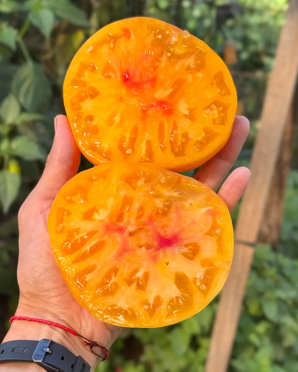 Tomate Gold Medal 3