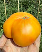 Tomate Big Rainbow - Miniatura 2