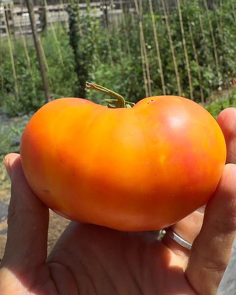 Tomate Big Rainbow