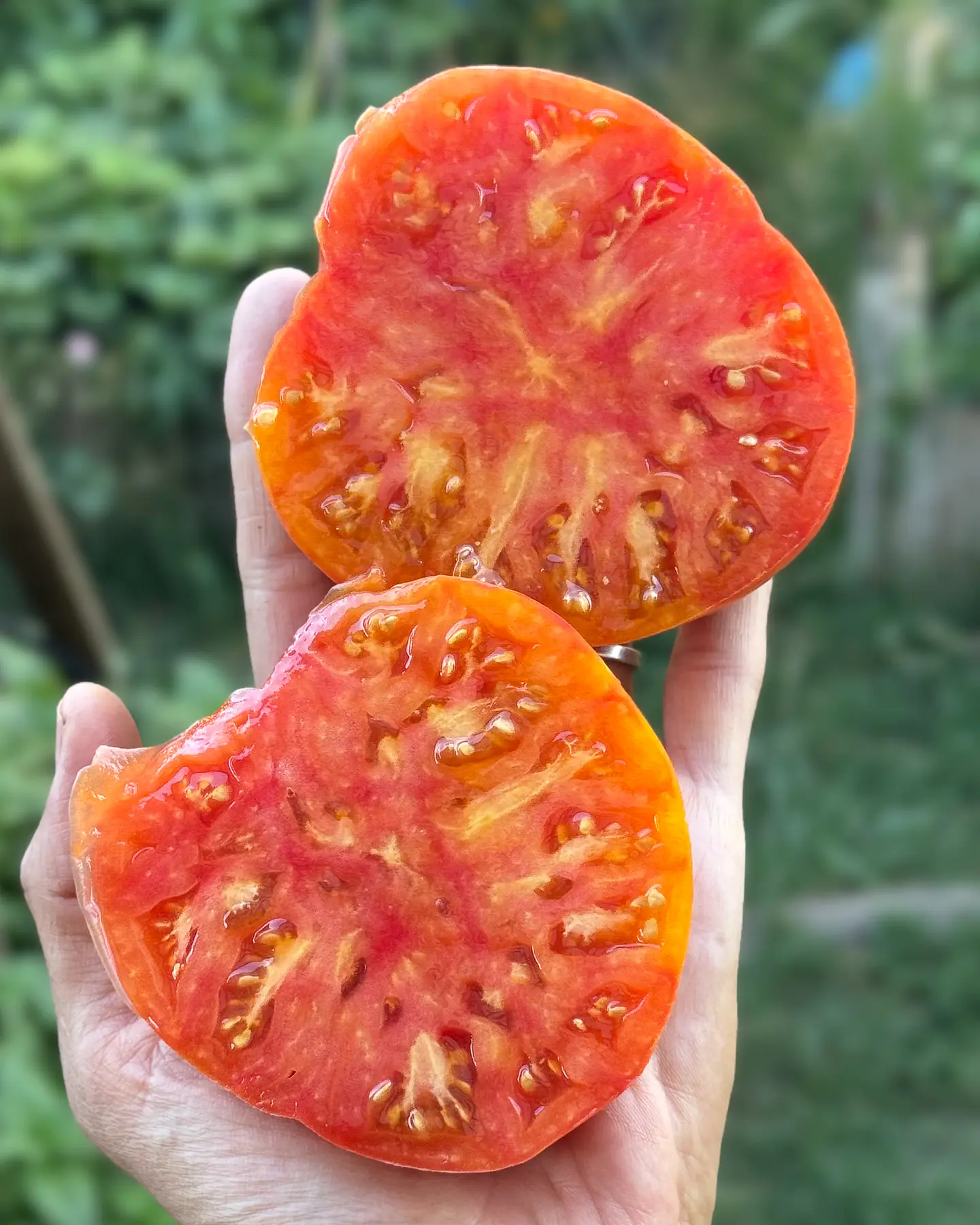 Tomate Big Rainbow 4