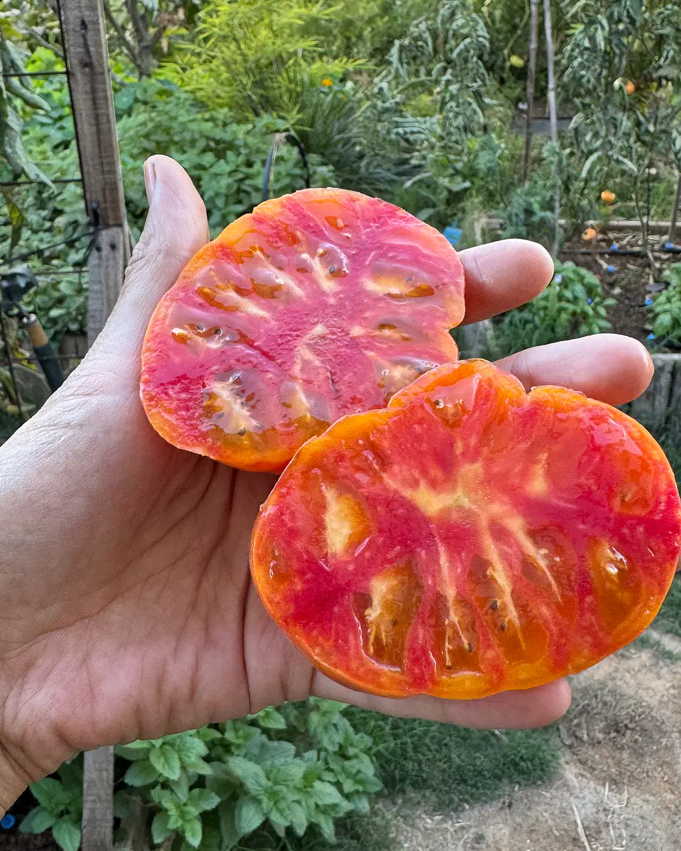 Tomate Big Rainbow 3