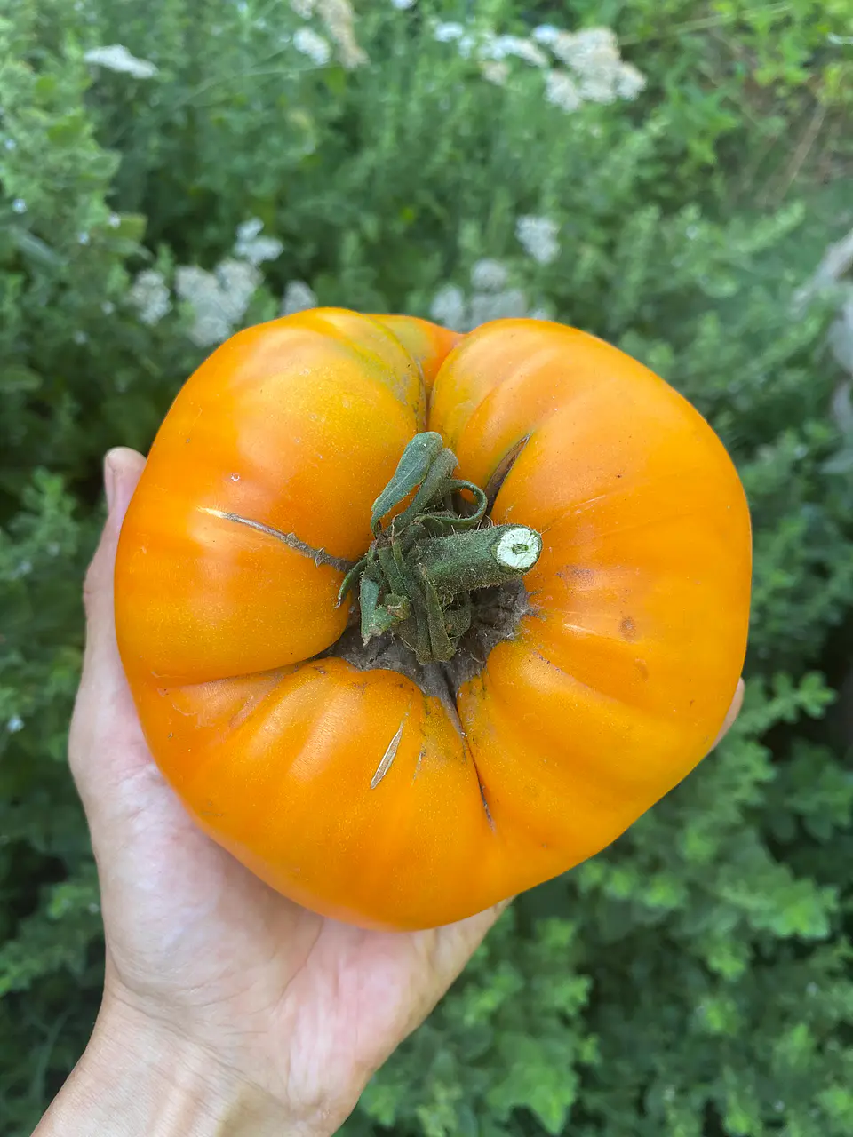 Tomate Kellogg's Breakfast (potato leaf) 1