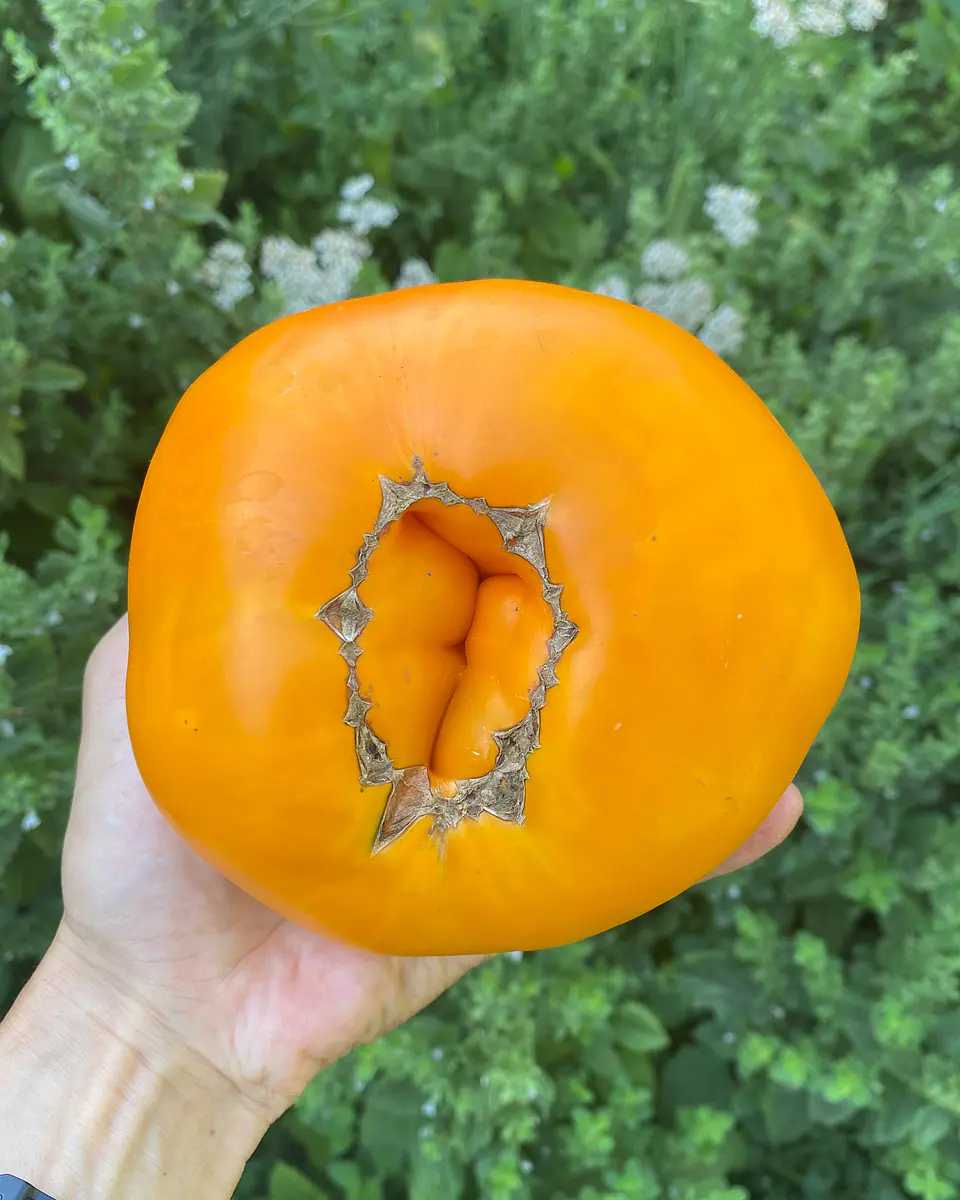 Tomate Kellogg's Breakfast (potato leaf) 2