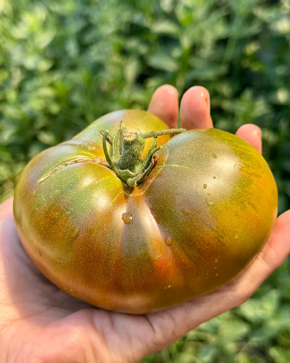 Tomate Carbon 1
