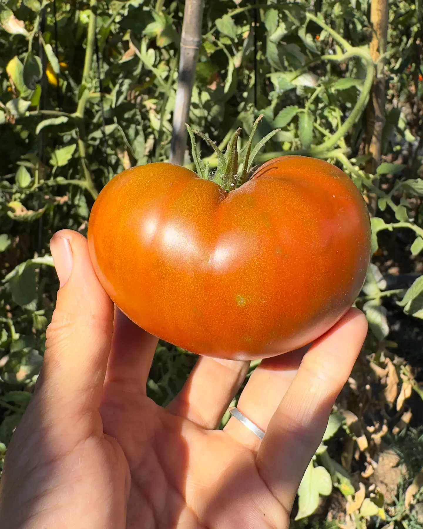 Tomate Carbon 4