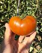 Tomate Carbon - Miniatura 4