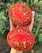 Tomate Carbon - Miniatura 2