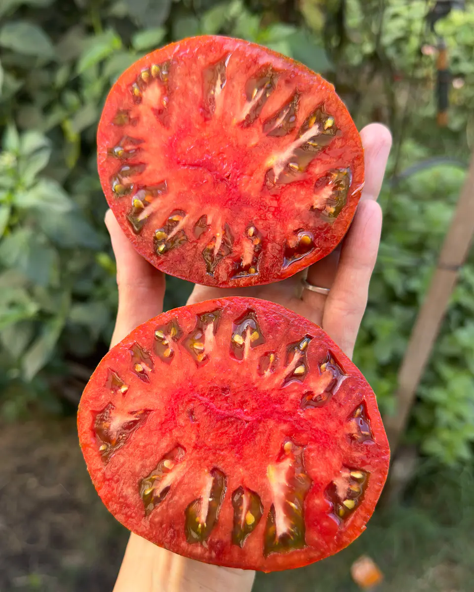 Tomate Carbon 2