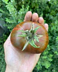 Tomate Carbon - Miniatura 5