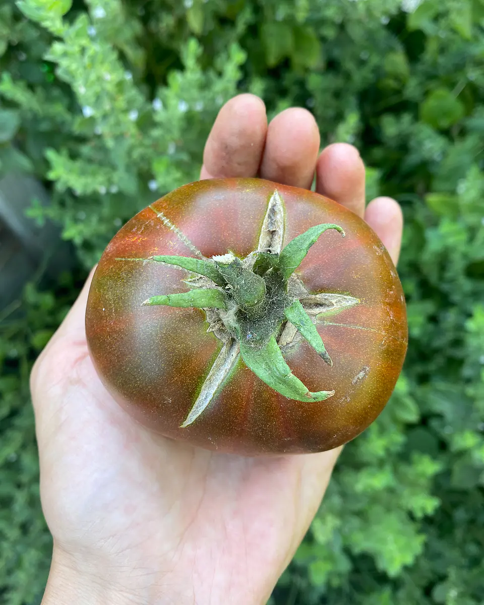Tomate Carbon 5