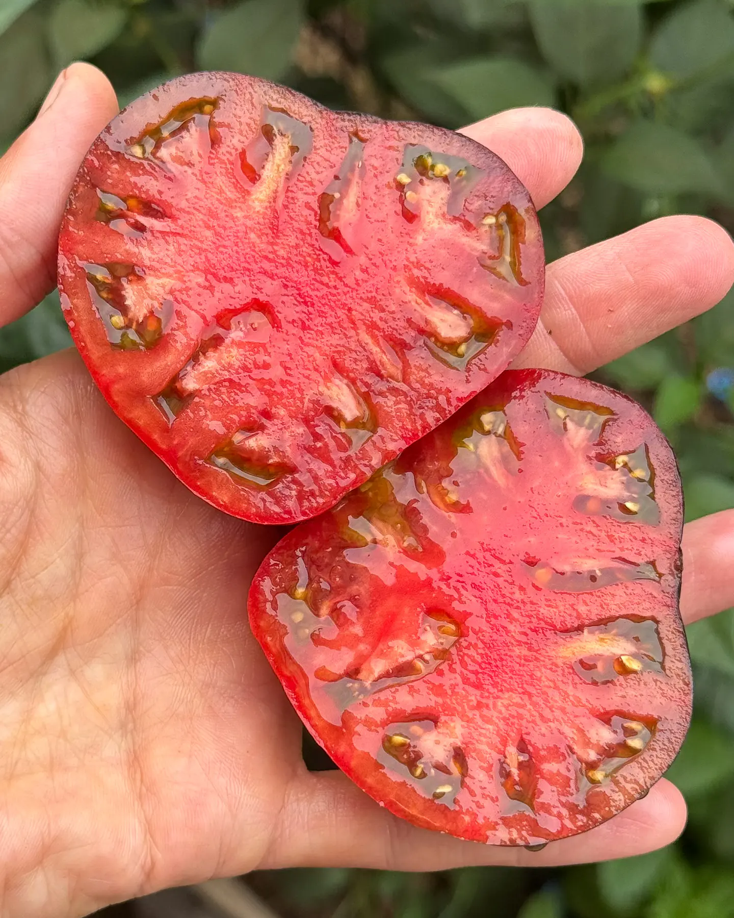 Tomate Carbon 3