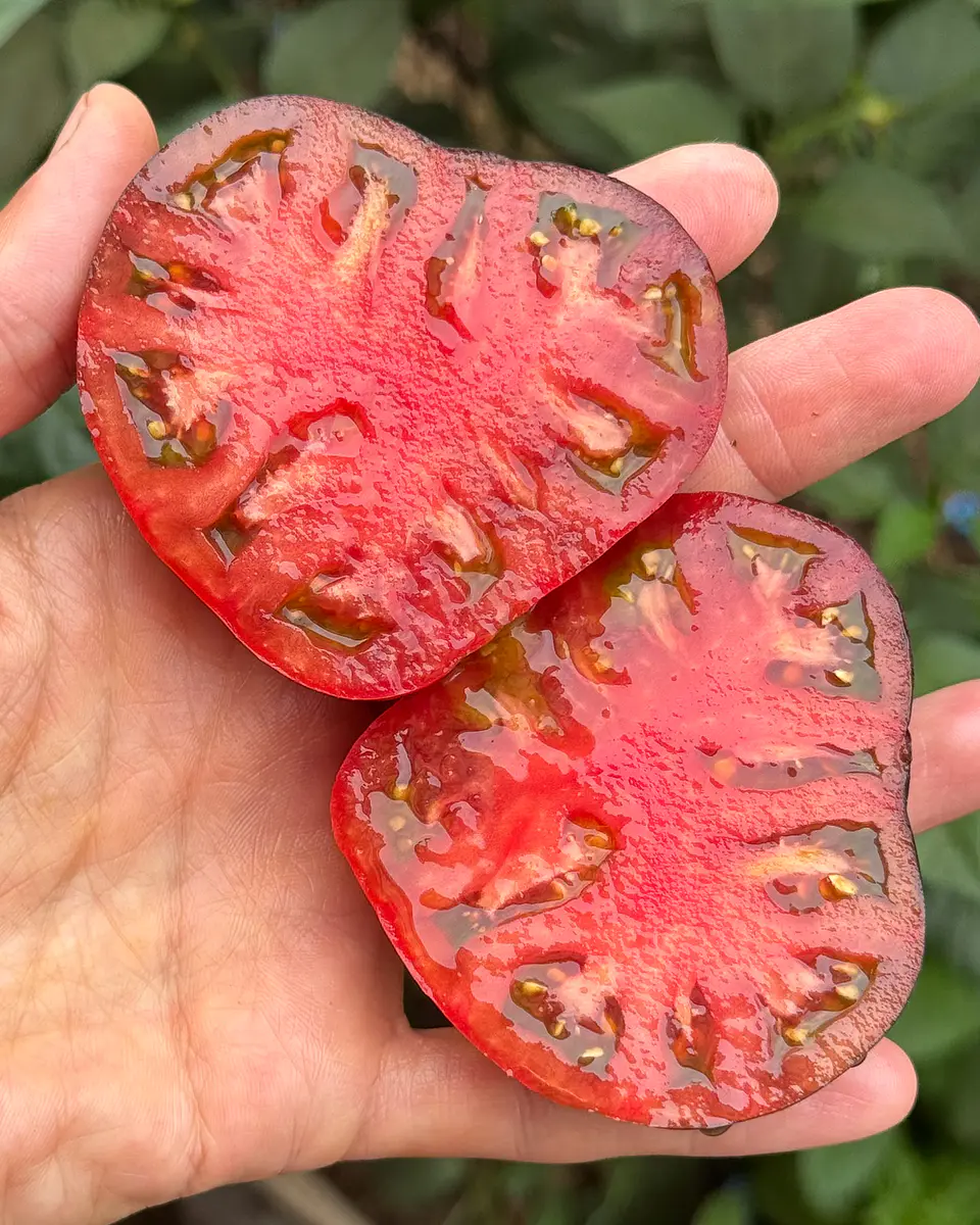 Tomate Carbon 3