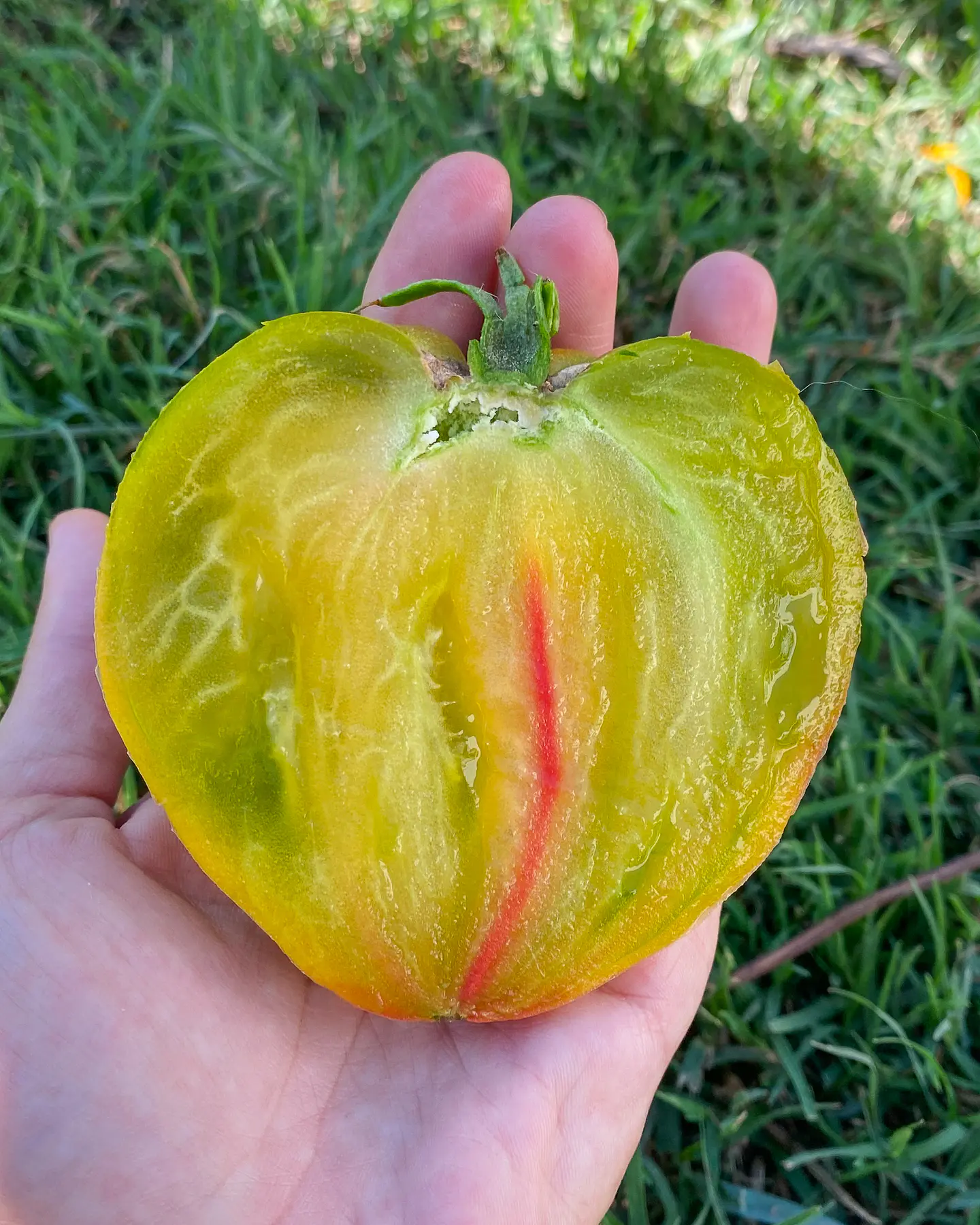 Tomate Taiga 3