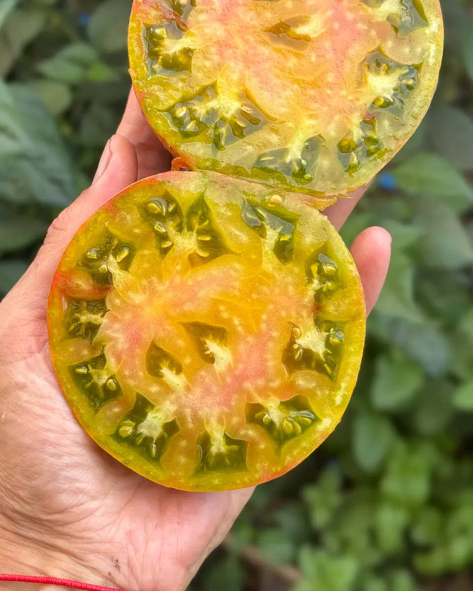 Tomate Taiga 4